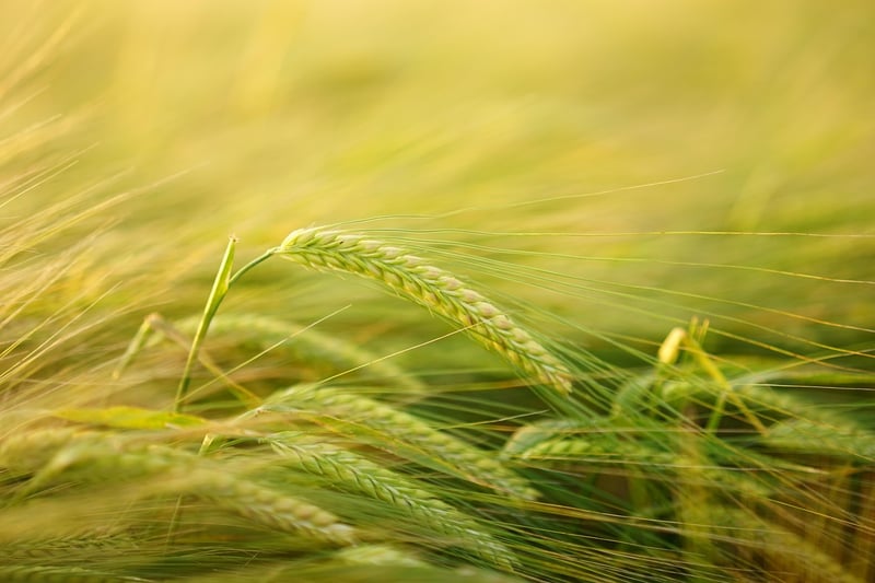 Barley Image